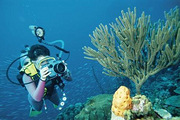 ϣ��The ShellǱˮ��