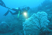 Խ��Moray BeachǱˮ��