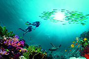 Խ��Whale Island BayǱˮ��