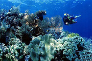 Խ��Turtle Island NorthǱˮ��