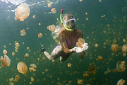 ����ˮĸ��Jellyfish LakeǱˮ��