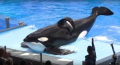 ��������SeaWorld����12�껢��ѵ��Ա�������Ҵ�ְ������