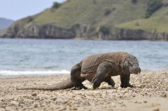 Ǳˮ��ʥ�ء���Ī��Komodo